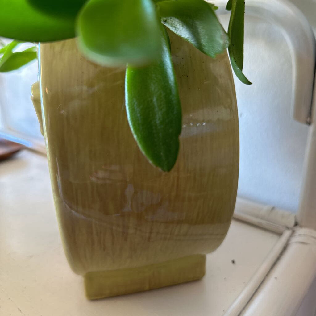 Green Gazelle Gondor original Planter