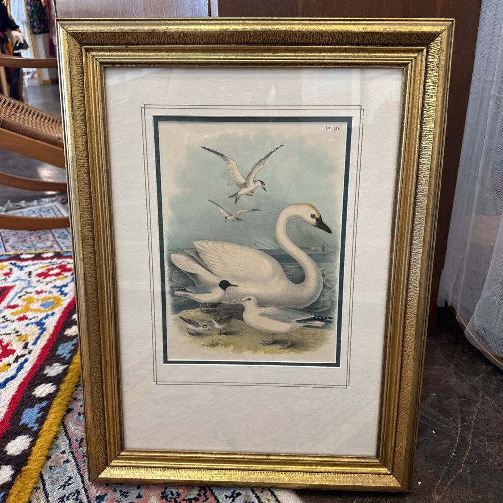 Swan Gull Art print