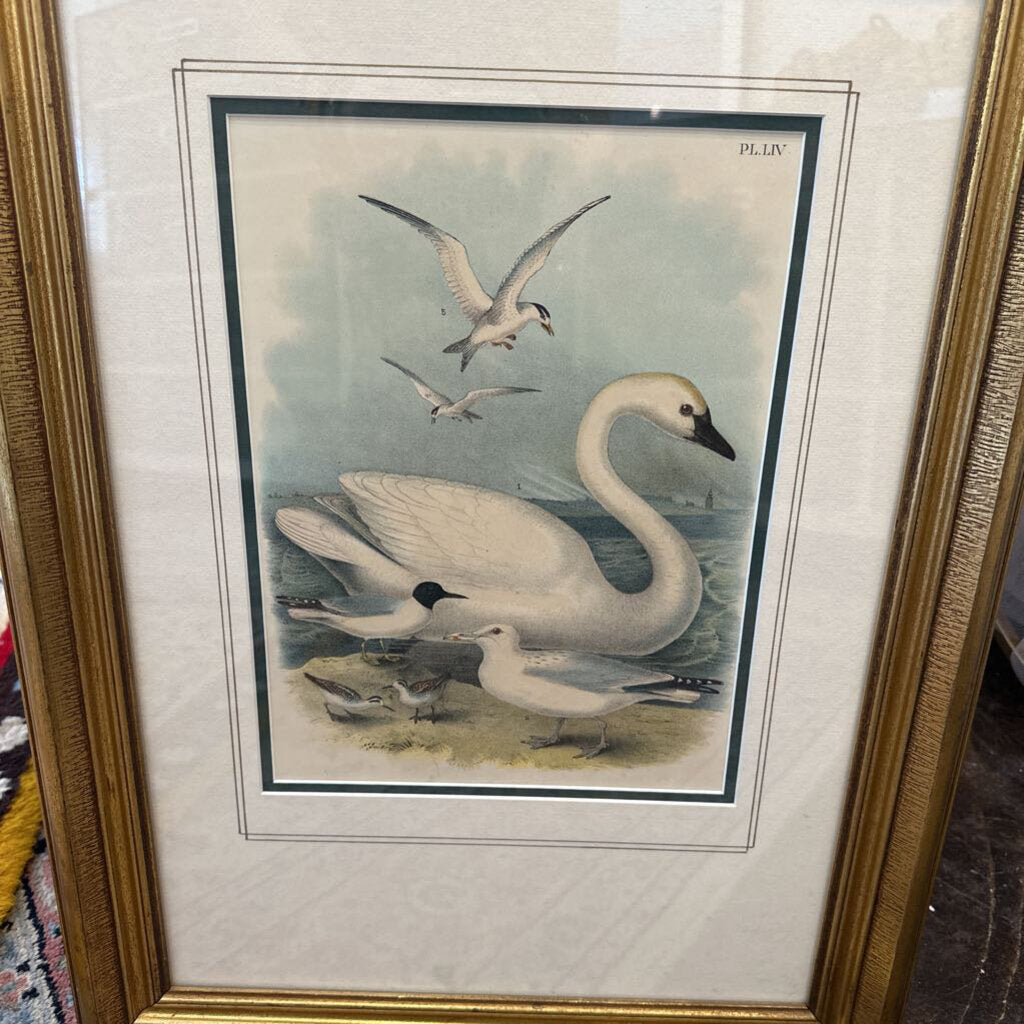 Swan Gull Art print