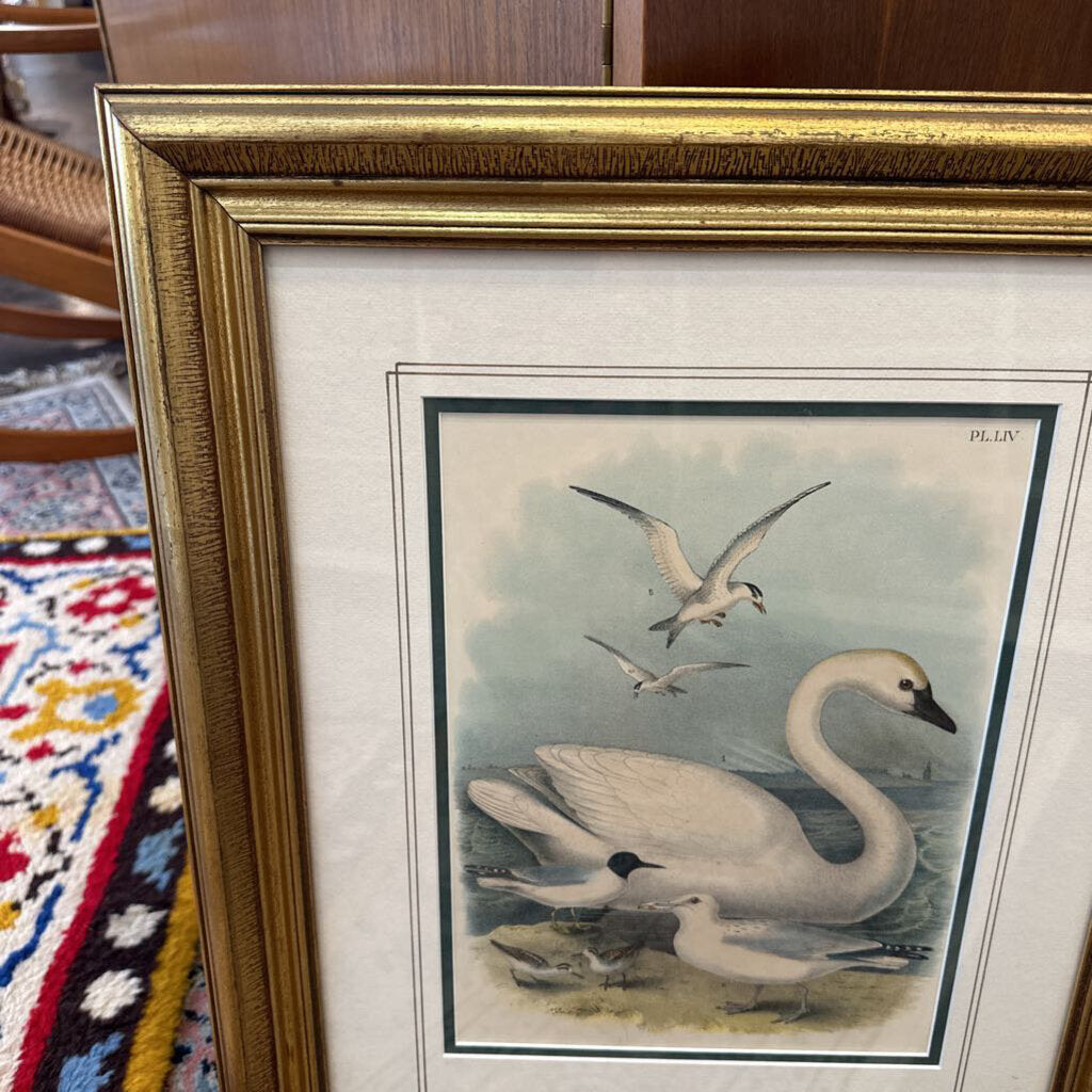 Swan Gull Art print