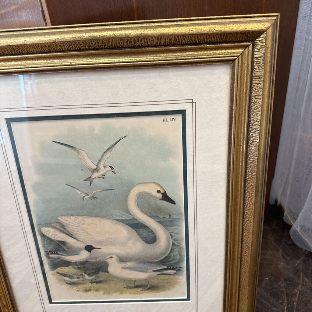 Swan Gull Art print
