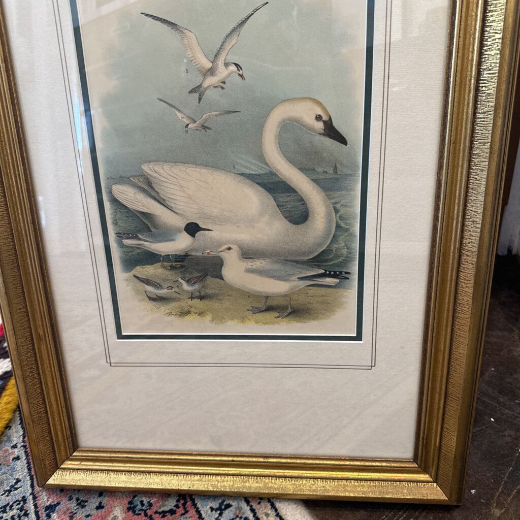 Swan Gull Art print