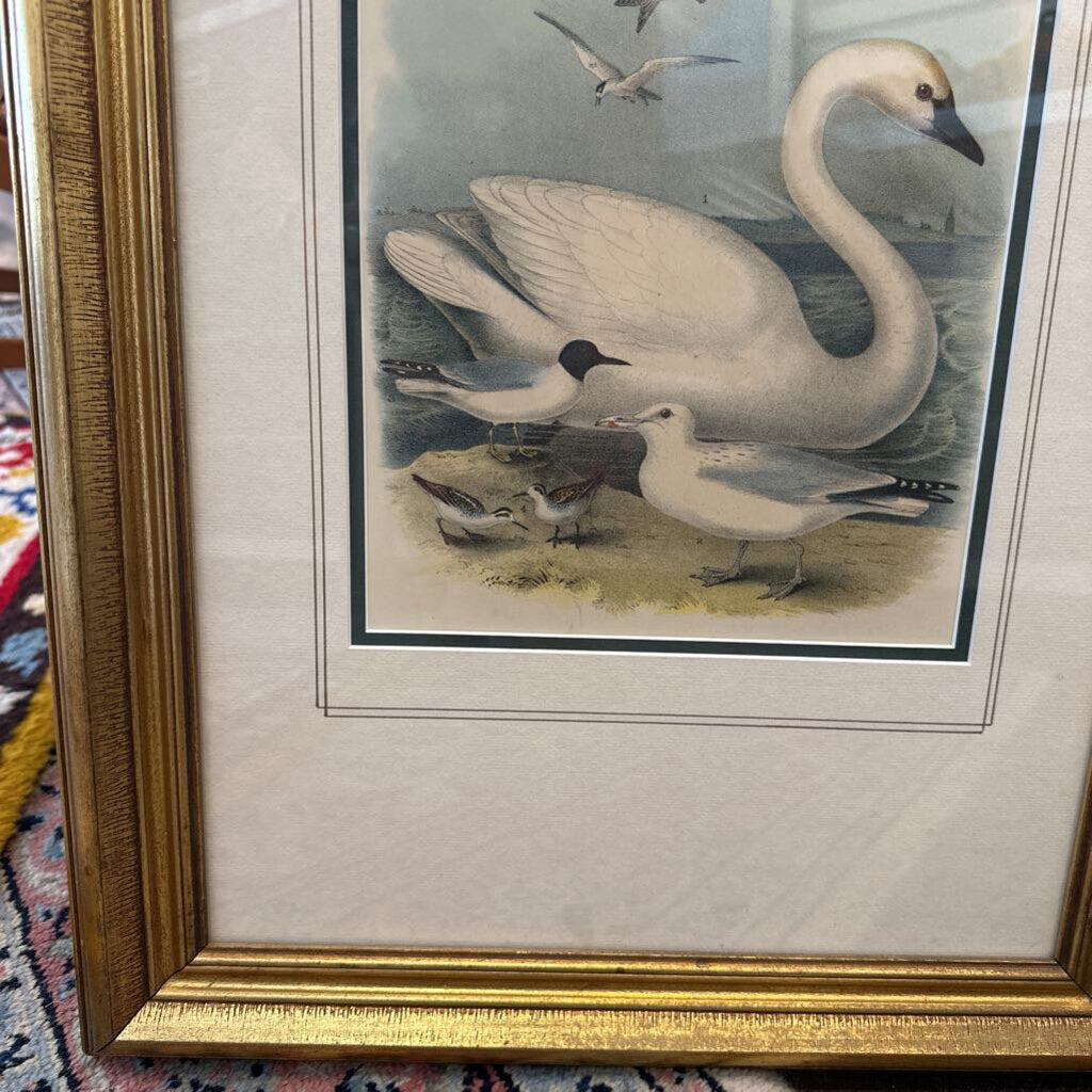 Swan Gull Art print
