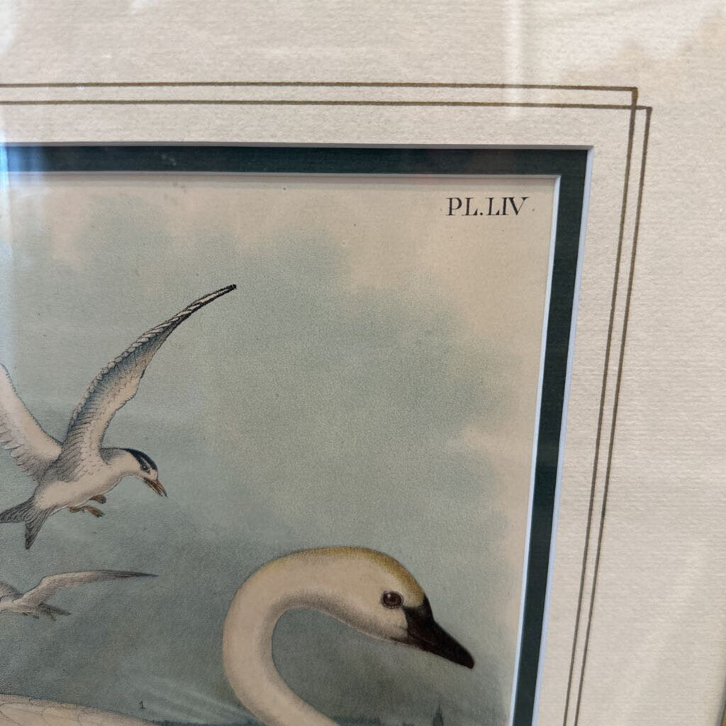 Swan Gull Art print