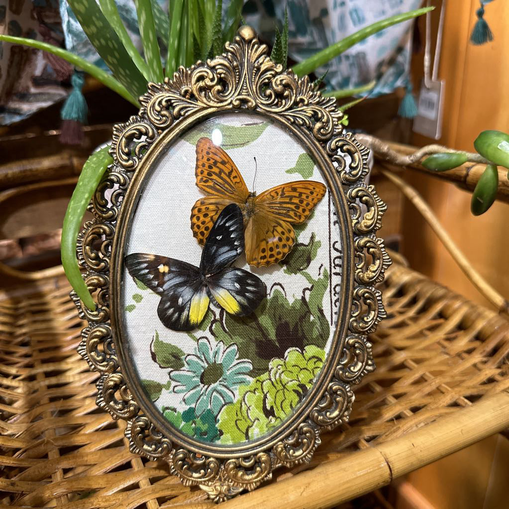 Dried Butterfly Art Vintage Frame