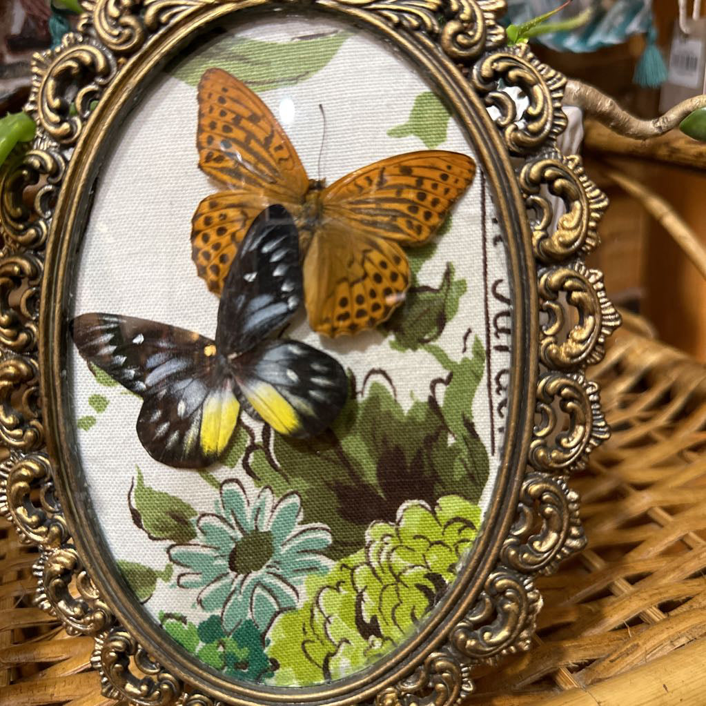 Dried Butterfly Art Vintage Frame