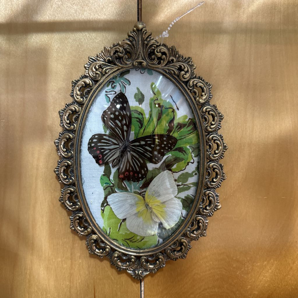 Dried Butterfly Art Vintage Frame