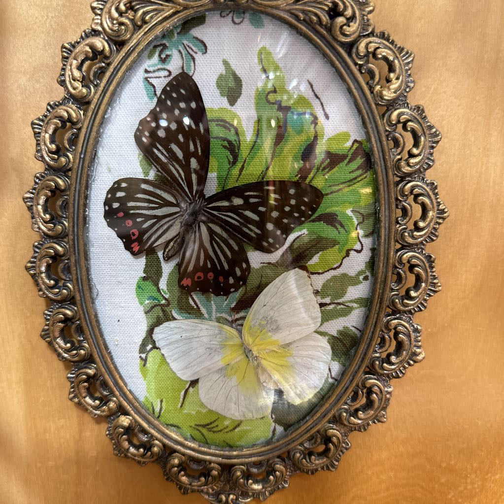 Dried Butterfly Art Vintage Frame
