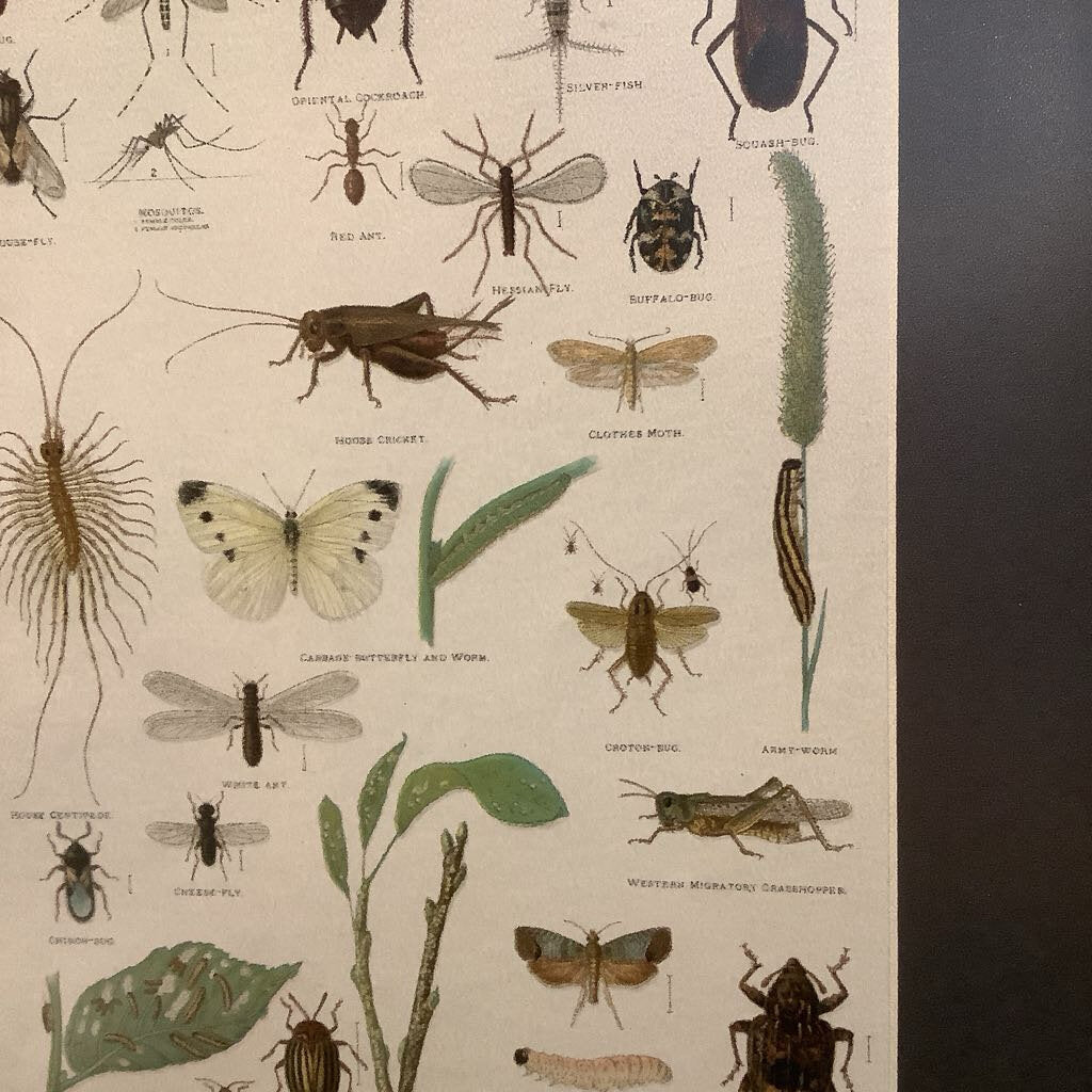 1903 Poisonous Insects Illustration