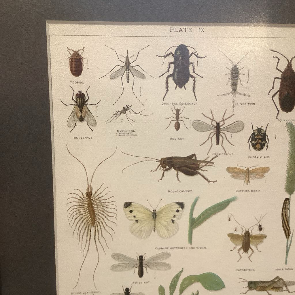 1903 Poisonous Insects Illustration