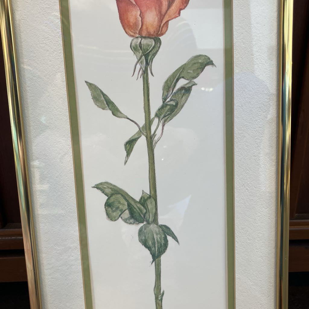 Framed botanical illustration of a rose on a textured white background