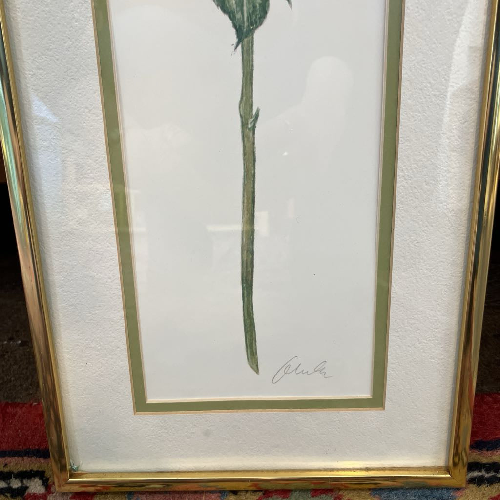 Framed botanical illustration with a gold frame on a textured surface