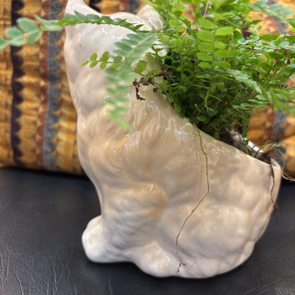 A white ceramic kitten with blue eyes and a fern plant inside It's sitting on a black leather seat with a cushion behind it.