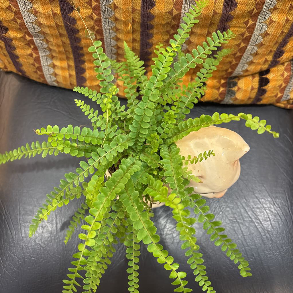 A white ceramic kitten with blue eyes and a fern plant inside It's sitting on a black leather seat with a cushion behind it.