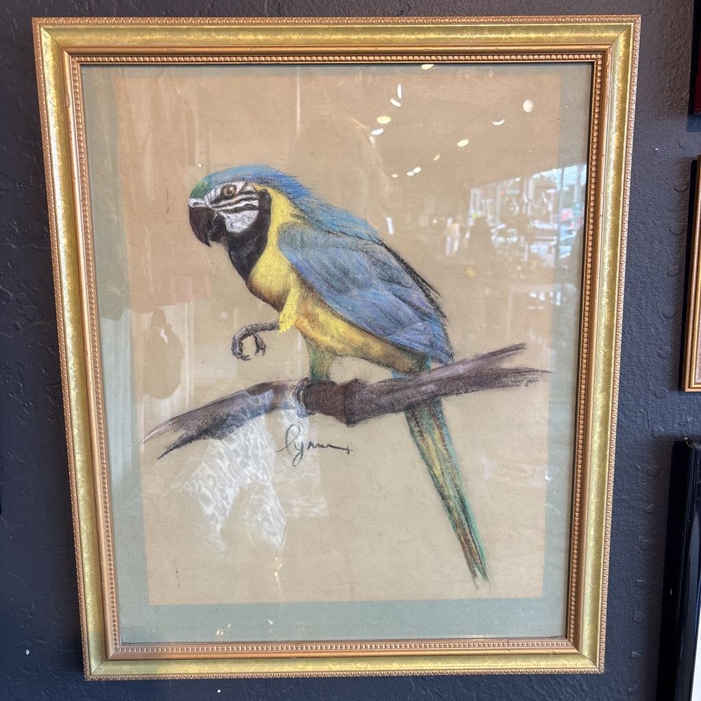A vintage looking framed artwork of a blue and yellow Macaw on a branch with a signature under it. Its hanging on a black wall.
