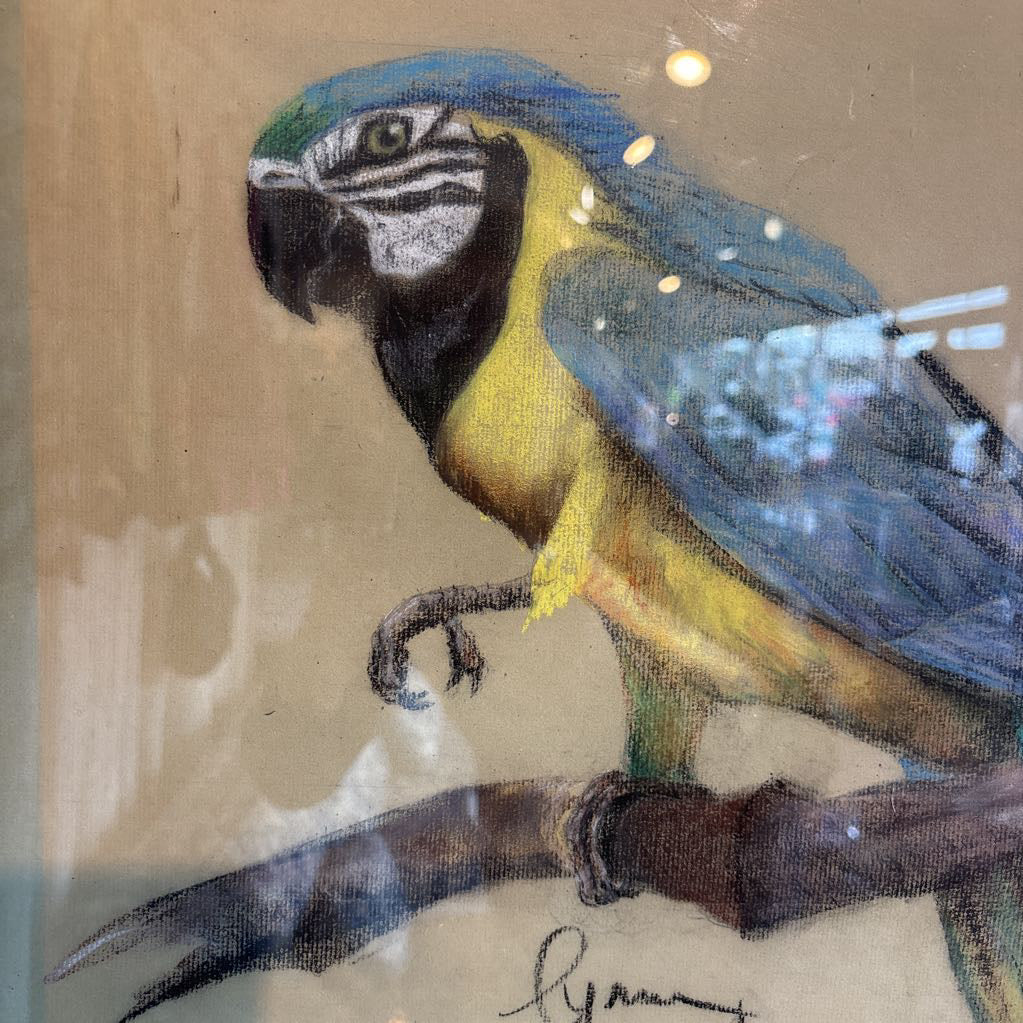 A vintage looking framed artwork of a blue and yellow Macaw on a branch with a signature under it.