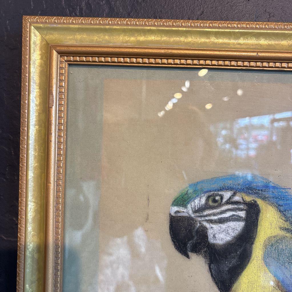 A vintage looking framed artwork of a blue and yellow Macaw on a branch with a signature under it. Its hanging on a black wall.