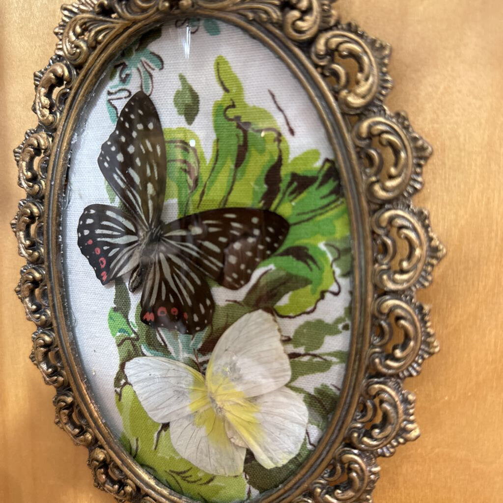 Dried Butterfly Art Vintage Frame