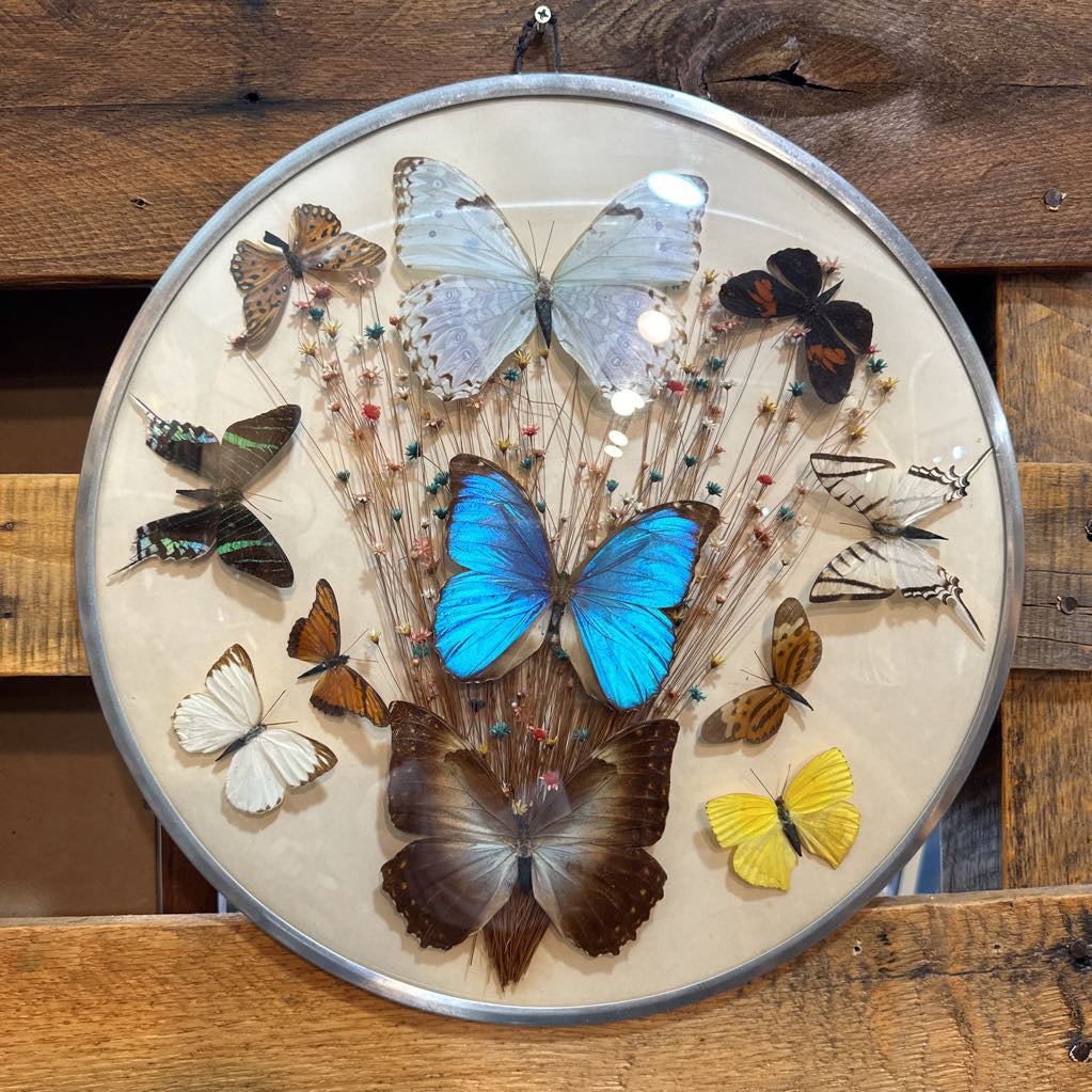 1970's Butterfly Taxidermy & Dried Flowers Glass Dome Wall Hanging Art