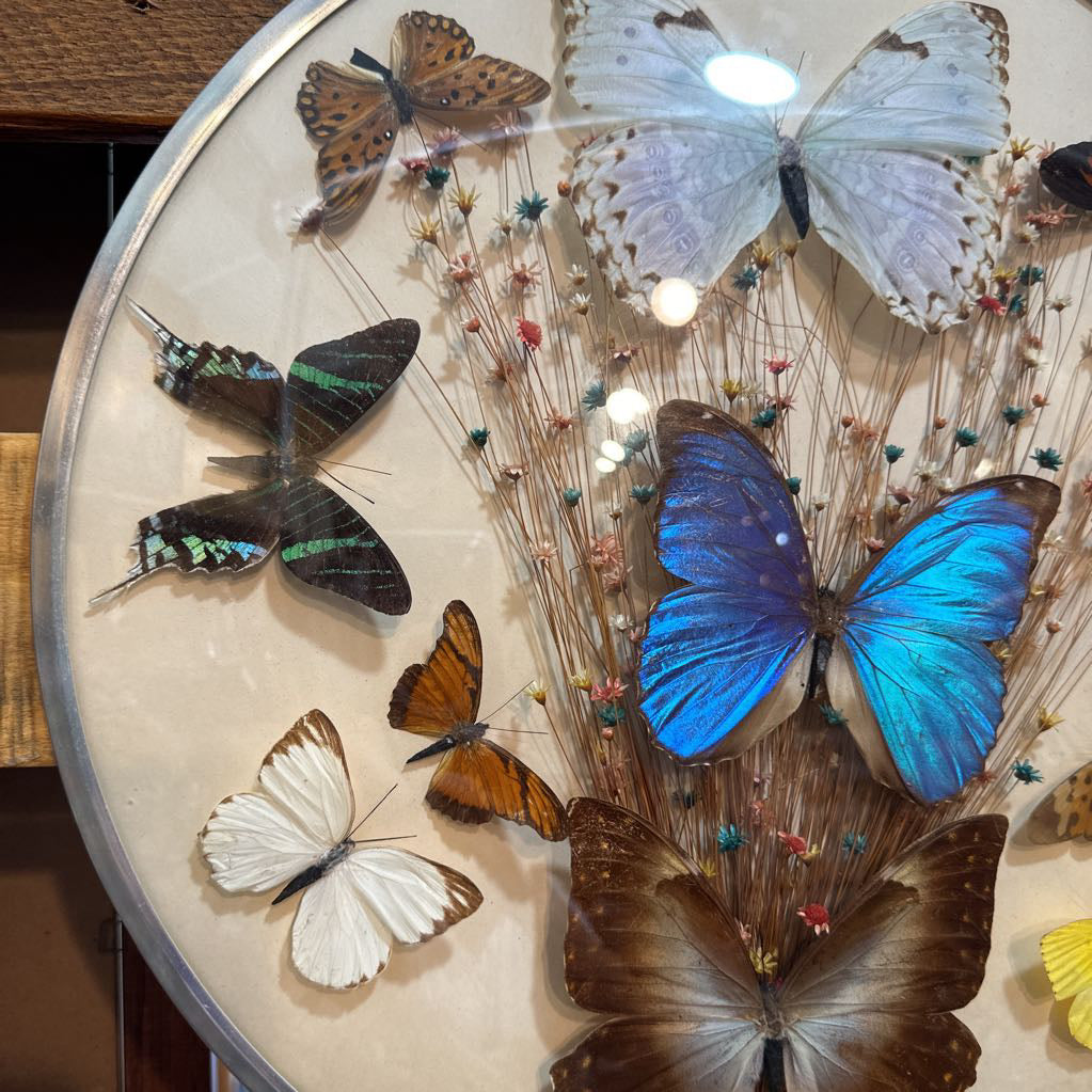 1970's Butterfly Taxidermy & Dried Flowers Glass Dome Wall Hanging Art