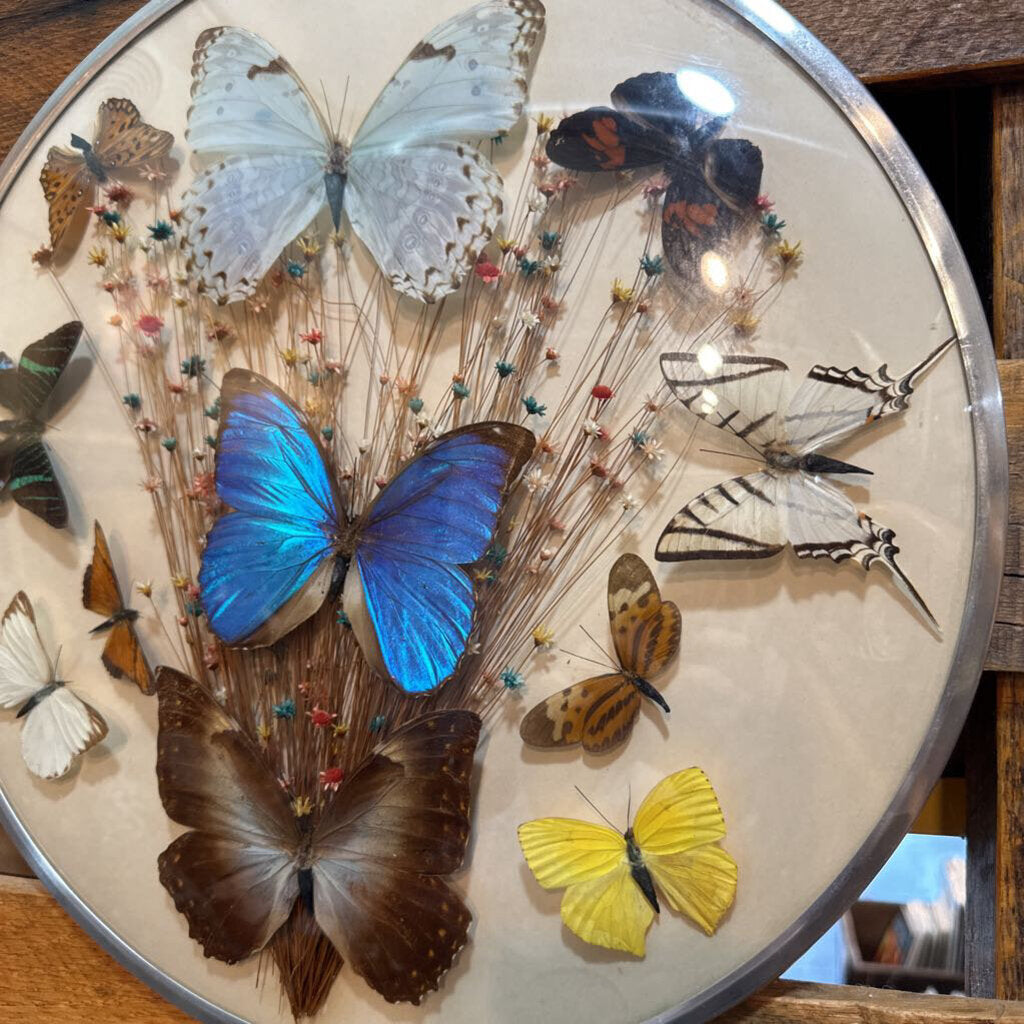 1970's Butterfly Taxidermy & Dried Flowers Glass Dome Wall Hanging Art