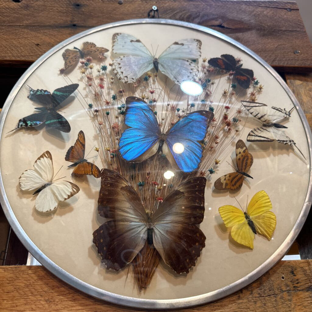 1970's Butterfly Taxidermy & Dried Flowers Glass Dome Wall Hanging Art