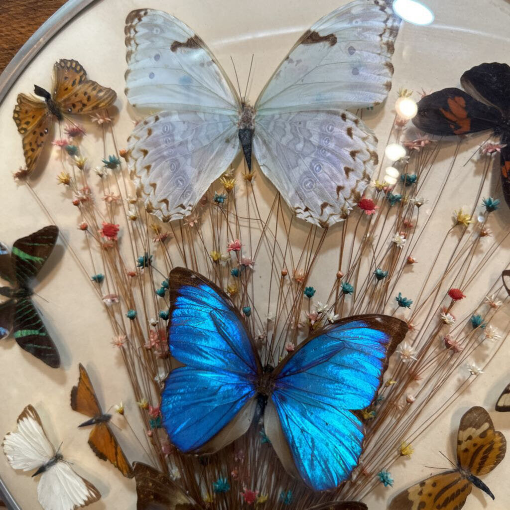 1970's Butterfly Taxidermy & Dried Flowers Glass Dome Wall Hanging Art