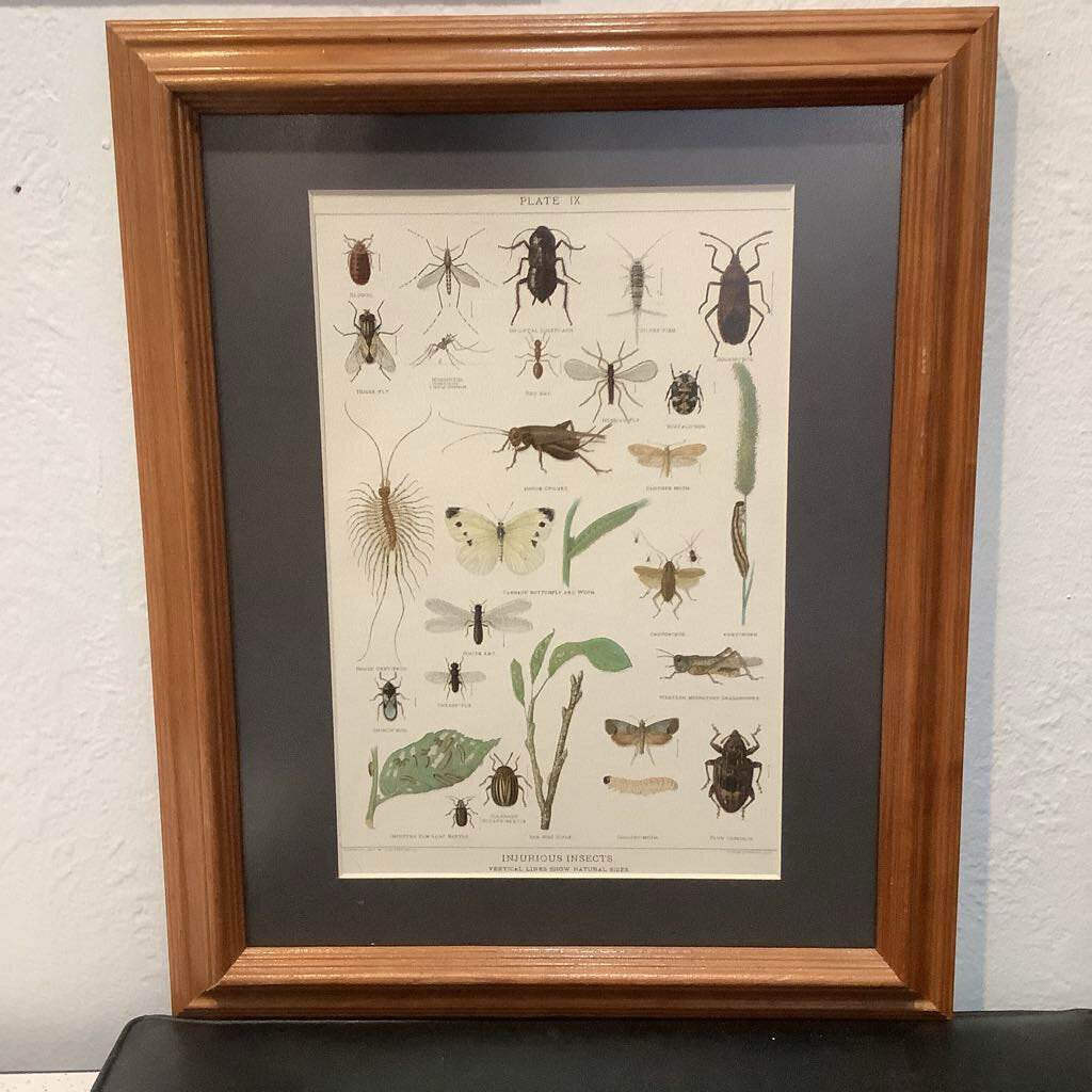 1903 Poisonous Insects Illustration