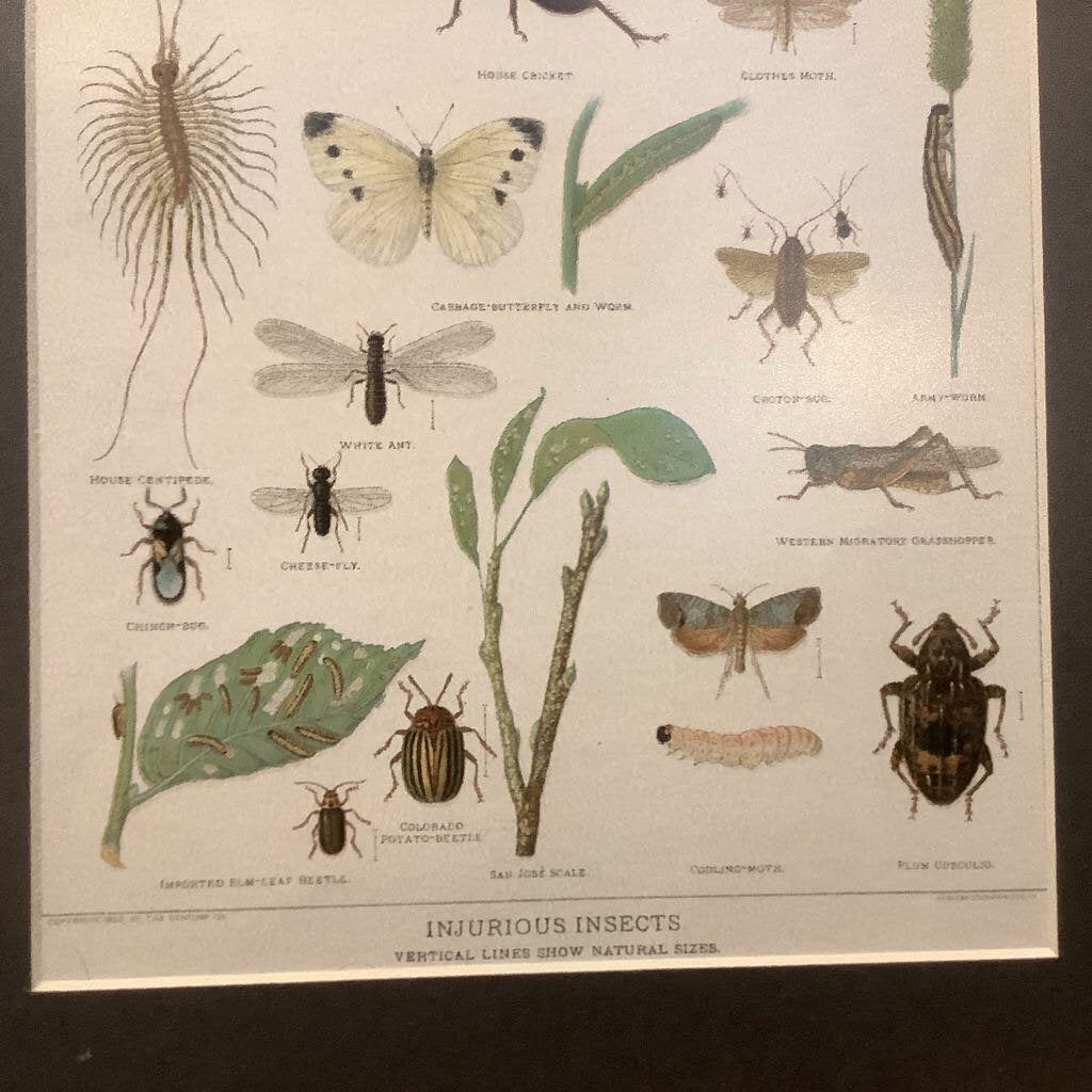 1903 Poisonous Insects Illustration