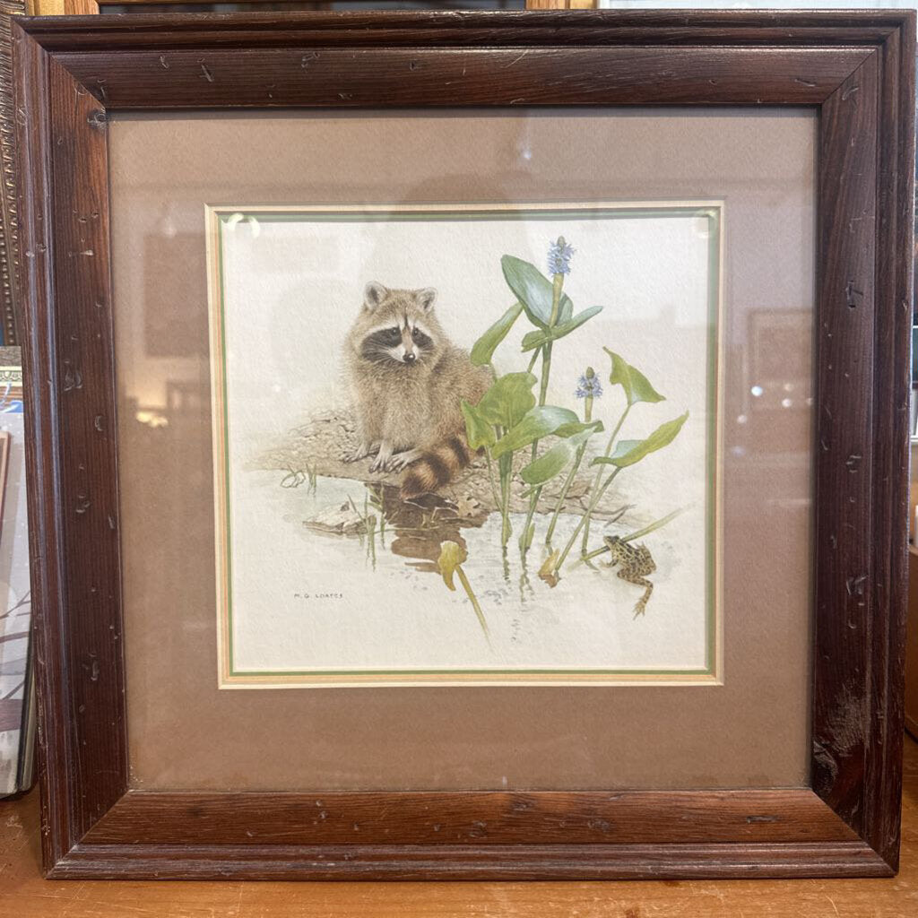 Vintage Raccoon print MG Loates