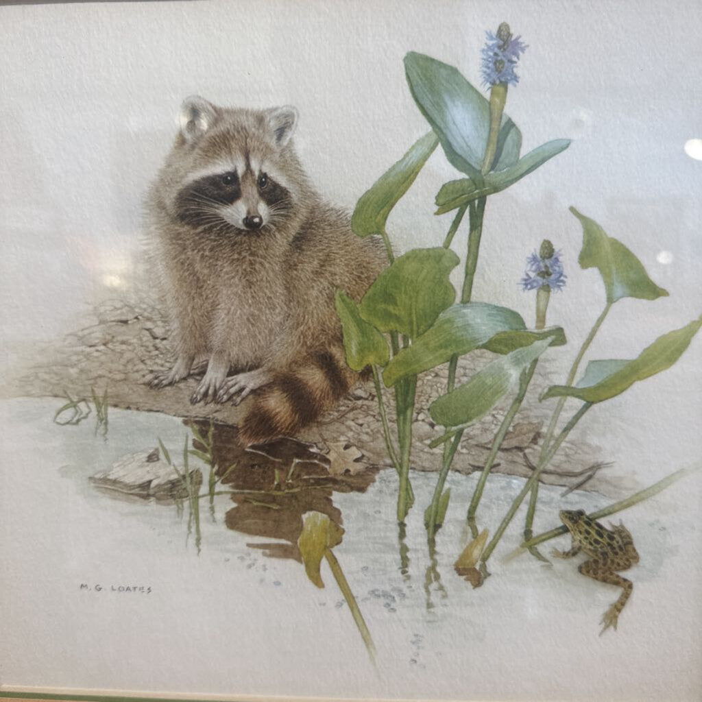 Vintage Raccoon print MG Loates