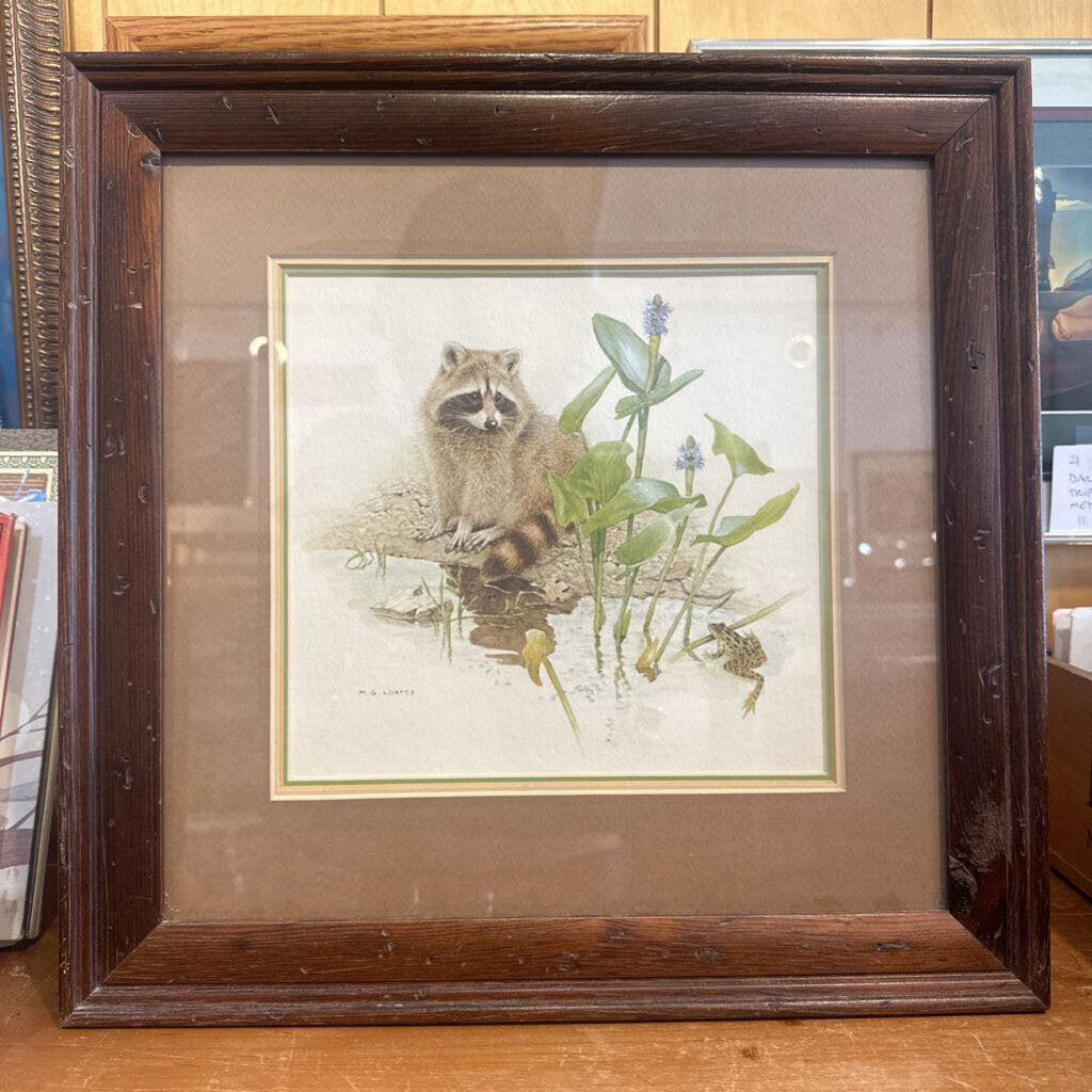 Vintage Raccoon print MG Loates