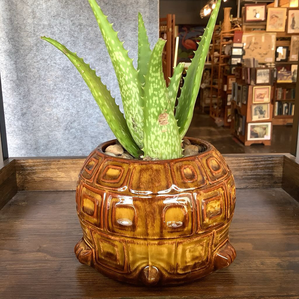 1970s McCoy Turtle Planter