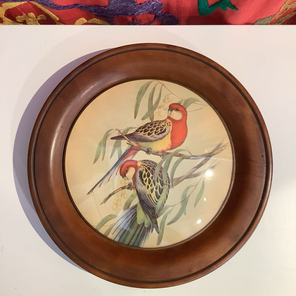 Vtg. John Gould Wood Framed Lithograph Parrots, Birds of Australia