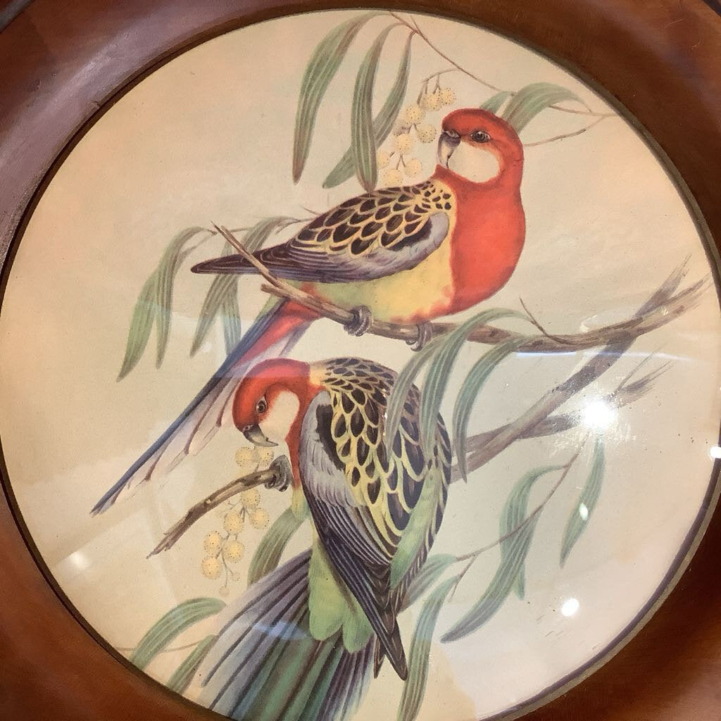 Vtg. John Gould Wood Framed Lithograph Parrots, Birds of Australia