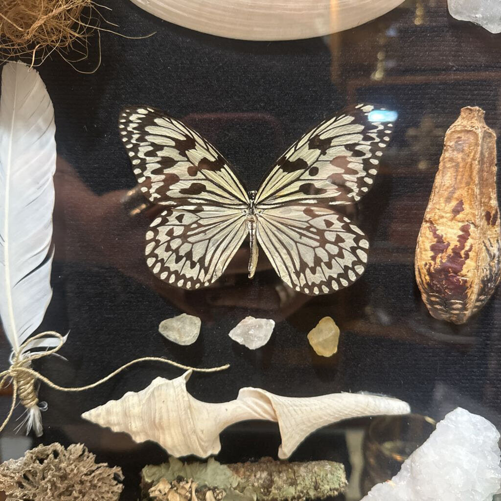 Nature's Treasures Shadow Box