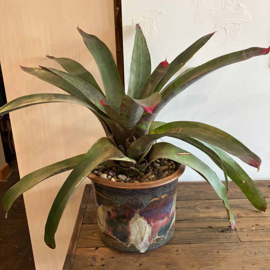 Plant in an abstract pot on a wooden table against a white wall 
