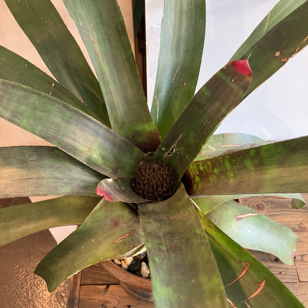 A plant with large, long leaves. 
