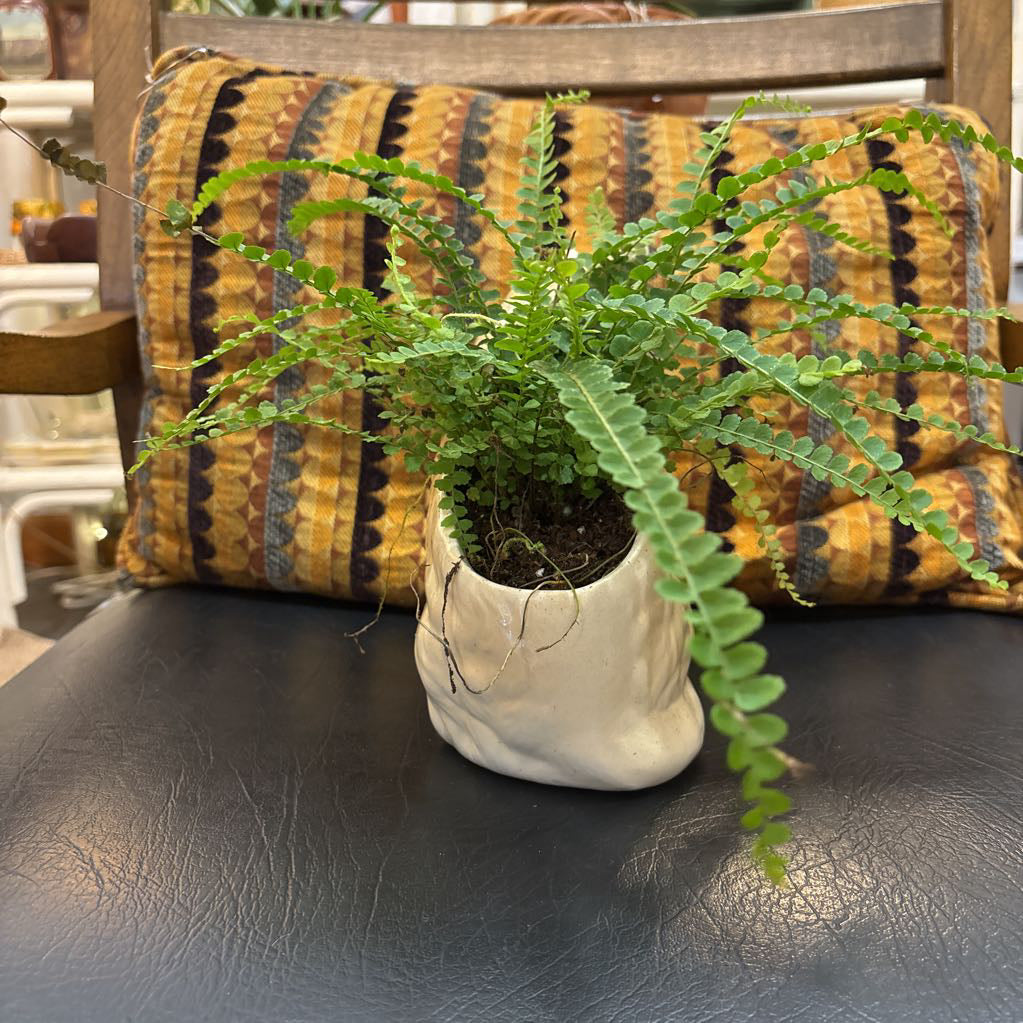 A white ceramic kitten with blue eyes and a fern plant inside It's sitting on a black leather seat with a cushion behind it.