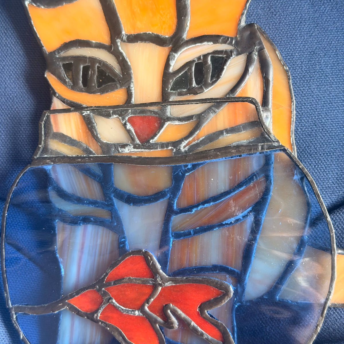 close up of cat