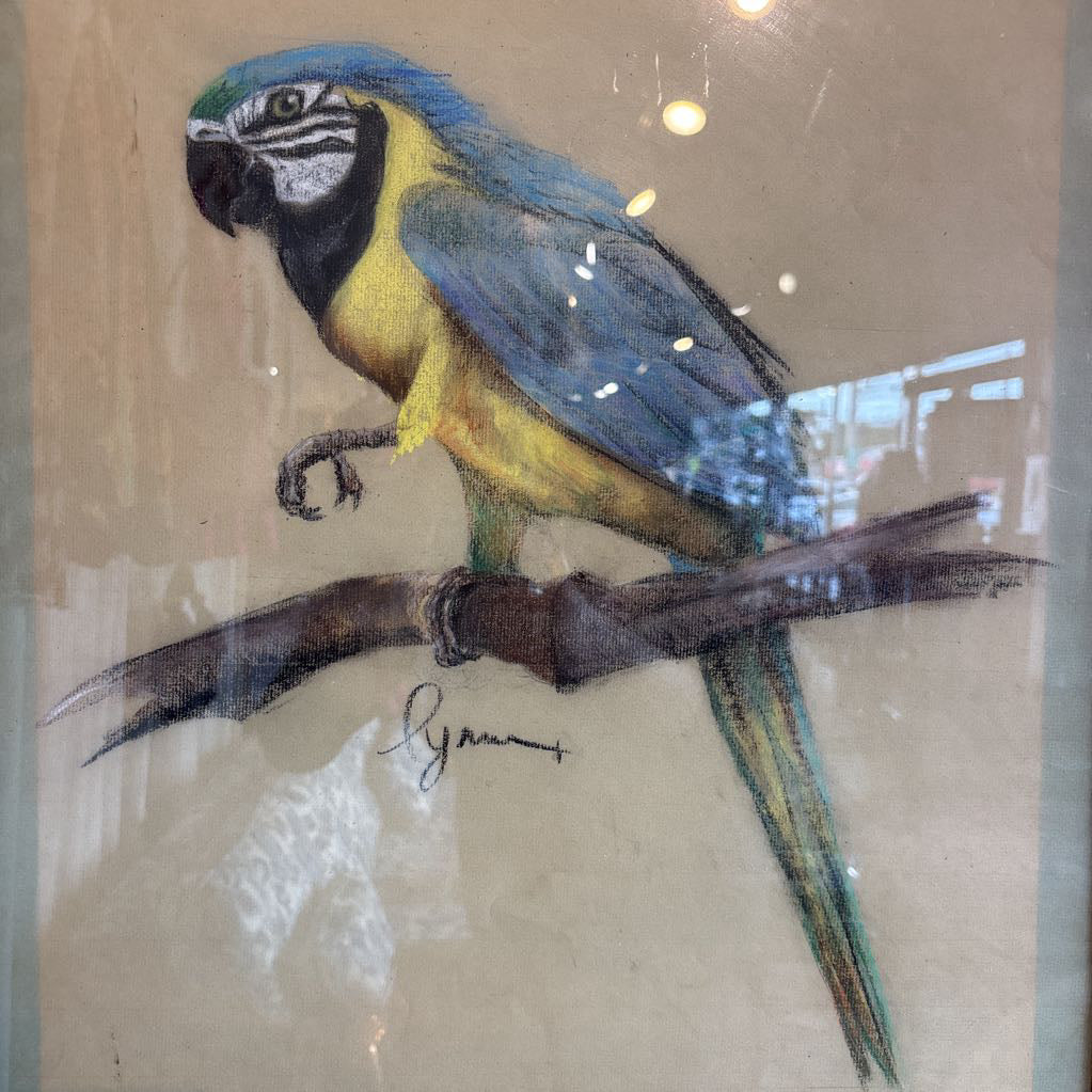 A vintage looking framed artwork of a blue and yellow Macaw on a branch with a signature under it. 
