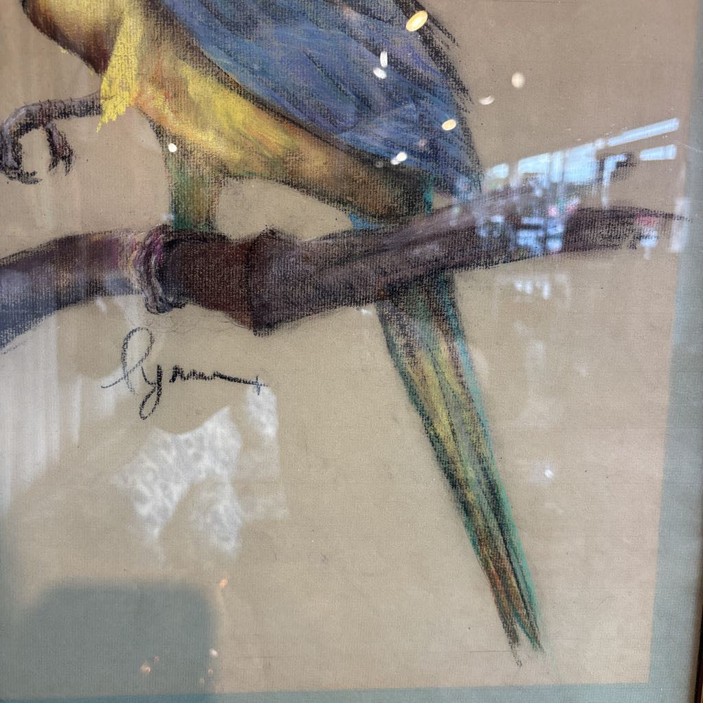 A vintage looking framed artwork of a blue and yellow Macaw on a branch with a signature under it. Its hanging on a black wall. 